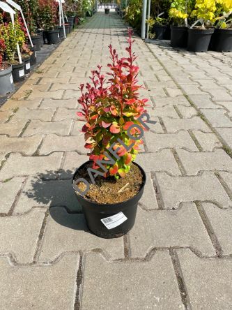 Berberis Thunbergii 'Florence' - Berberys Thunberga - C2