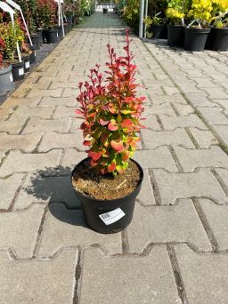 Berberis Thunbergii 'Florence' - Berberys Thunberga - C2