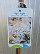 Hydrangea Paniculata Silver Dollar - Hortensja Bukietowa PA80/100 C5 - 2