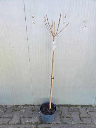 Hydrangea Paniculata Silver Dollar - Hortensja Bukietowa PA80/100 C5