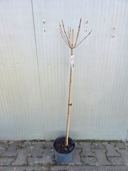 Hydrangea Paniculata Silver Dollar - Hortensja Bukietowa PA80/100 C5