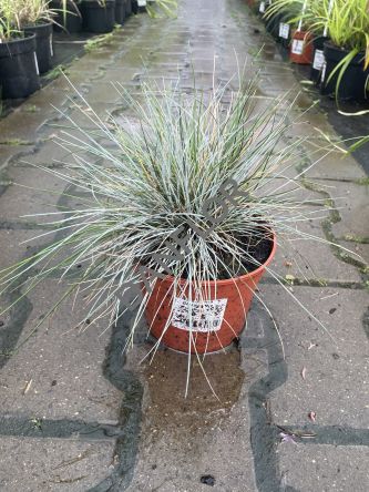 Festuca Valesiaca 'Glaucantha' - Kostrzewa Walezyjska - C1,5