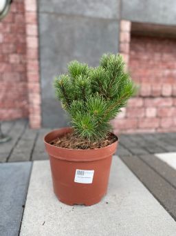 Pinus Mugo 'Wintergold' - Sosna Górska - C5