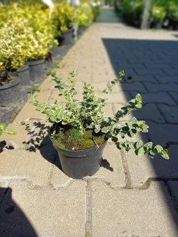 Euonymus Fortunea 'Emerald Gaiety' - Trzmielina Fortune'a - C2