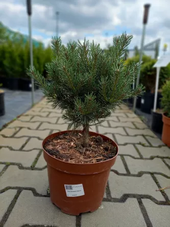 Pinus Sylvestris 'Watereri' - Sosna Pospolita - C5