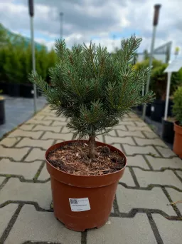 Pinus Sylvestris 'Watereri' - Sosna Pospolita - C5