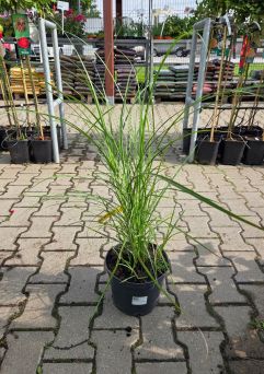 Miscanthus Siensis ‘Silberspinne’ – Miskant Chiński – C5