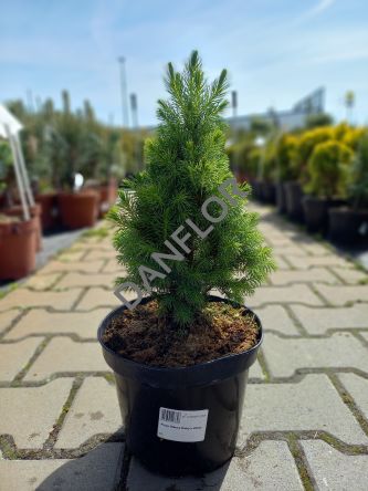 Picea Glauca 'Daisy's White' - Świerk biały - C3