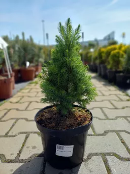 Picea Glauca 'Daisy's White' - Świerk biały - C3