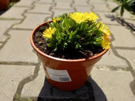 Delosperma 'Deschampsii' - Delosperma - C1,5