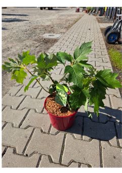 Hydrangea Quercifolia ‘Tara’ – Hortensja Dębolistna – C4
