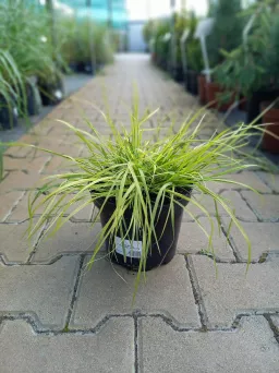 Pennisetum Alopecuroides 'Hameln Gold' - Rozplenica Japońska - C3