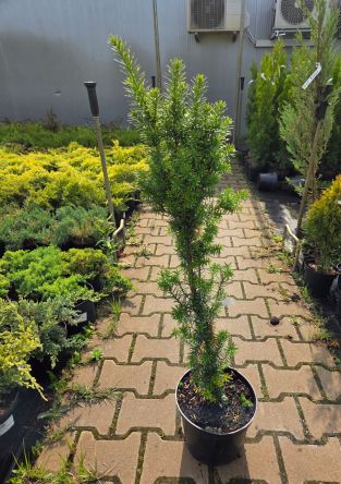 Taxus Baccata ‘Fastigiata Aurea’ – Cis Pospolity – C5