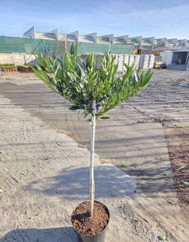 Prunus Laurocerasus Otto Luyken - Laurowiśnia wschodnia szczepiona - FP120 C15