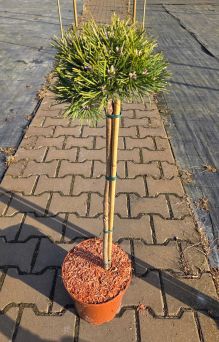Pinus Mugo Tyc 749 - sosna górska szczepiona FP80cm C4,5