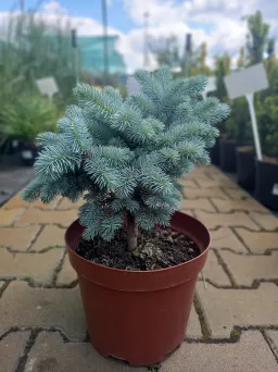 Picea Pungens 'Glauca Globosa' - Świerk Kłujący - C5