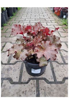 Heuchera ‘Rex Red’ – Żurawka – C2