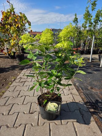 Hydrangea Paniculata Magical Sweet Summer - Hortensja Bukietowa C5