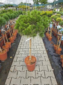 Pinus Densiflora 'Low Glow' - Sosna Gęstokwiatowa – Forma Pienna 80/100cm - C10
