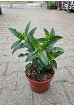 Veronica Spicata 'First Glory' - Przetacznik - C2