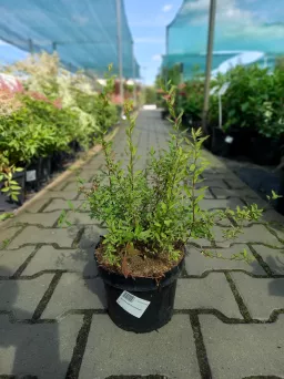 Spiraea Cinerea 'Grefsheim' - Tawuła Szara - C2