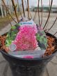 Hydrangea Paniculata Sundae Fraise - Hortensja Bukietowa C5 - 2