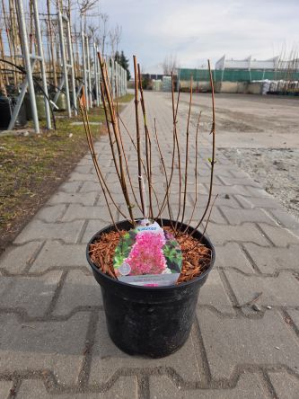 Hydrangea Paniculata Sundae Fraise - Hortensja Bukietowa C5