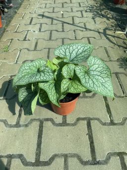 Brunnera Macrophylla 'Alexander Great' - Brunera Wielkolistna - C1,5