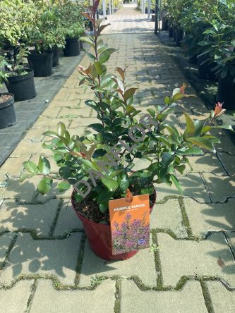 Lagerstroemia 'Purple Magic®' - Bez Południa - C4