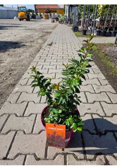 Lagerstroemia 'Purple Magic' - Bez Południa - C4