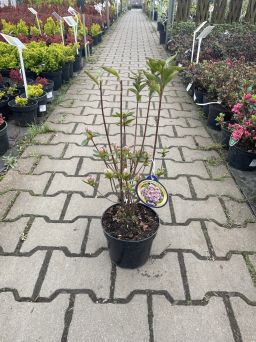 Azalea Japonica 'Elsie Lee' - Azalia Japońska - C2,5