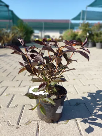 Weigela Florida 'Alexandra' - Krzewuszka Cudowna - C3