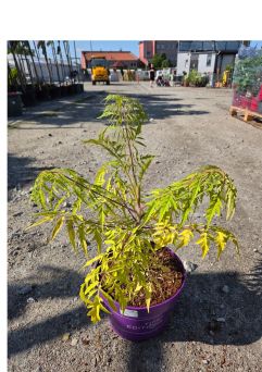 Rhus Typhina 'Tiger Eyes' - Sumak Octowiec - C4