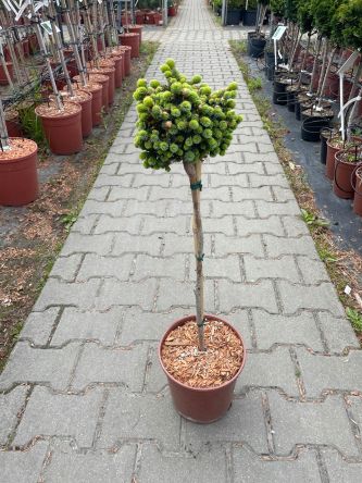 Picea Omorica ‘Nana’ – Świerk Serbski – C4,5 – FP 50CM