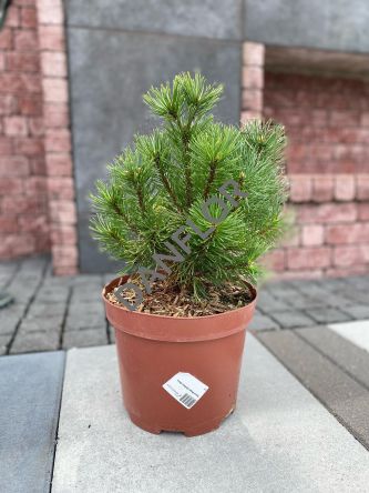 Pinus Mugo 'Golden Glow' - Sosna Górska - C5