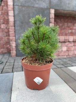 Pinus Mugo 'Golden Glow' - Sosna Górska - C5