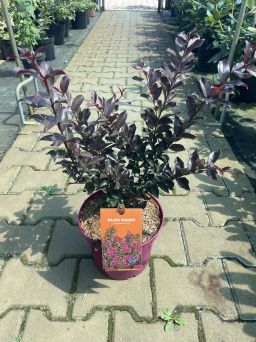 Lagerstroemia 'Plum Magic®' - Bez Południa - C4