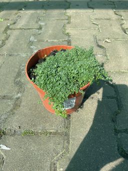 Thymus Praecox 'Elfin' - Macierzanka Wczesna - C1,5