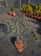 Juniperus communis Zeal – jałowiec pospolity szczepiony FP80/90cm C5 - 2