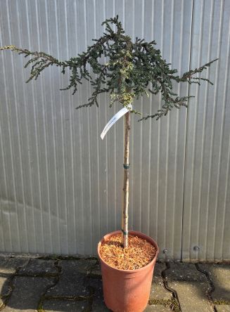 Juniperus communis Zeal – jałowiec pospolity szczepiony FP80/90cm C5