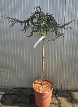 Juniperus communis Zeal – jałowiec pospolity szczepiony FP80/90cm C5