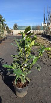 Prunus Laurocerasus Caucasica - Laurowiśnia wschodnia C3