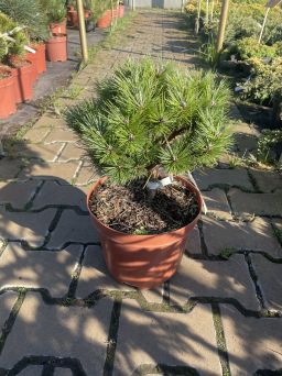 Pinus Nigra 'Bayo' - Sosna Czarna - C5