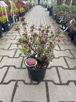 Azalea Japonica 'Rokoko' - Azalia Japońska - C2,5