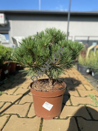 Pinus Densiflora 'Jane Kluis' - Sosna Gęstokwiatowa - C5