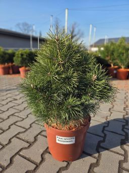 Pinus sylvestris Beuvronensis – sosna zwyczajna Beuvronensis C10