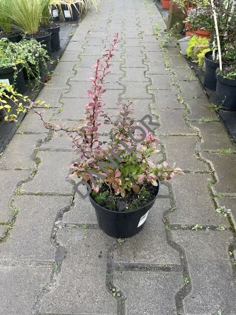 Berberis Thunbergii 'Coral' - Berberys Thunberga - C2