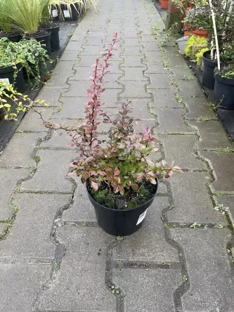 Berberis Thunbergii 'Coral' - Berberys Thunberga - C2