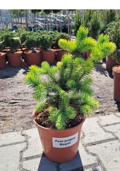 Picea Pungens 'Maigold' - Świerk Kłujący - C5