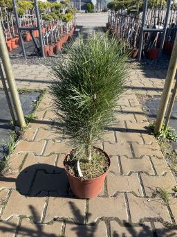 Pinus Mugo 'Zimmer' - Sosna Górska - C5